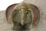 Harpid Trilobite With Red Head Shield - Tafraoute, Morocco #287137-2